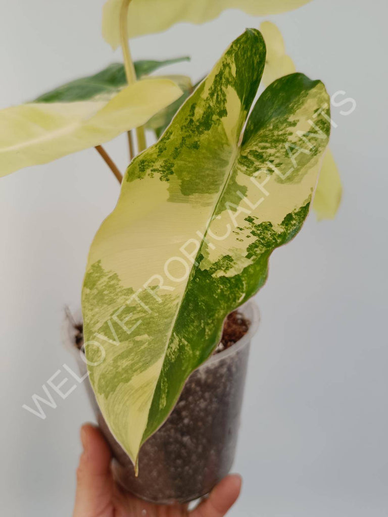 Philodendron burle marx variegata