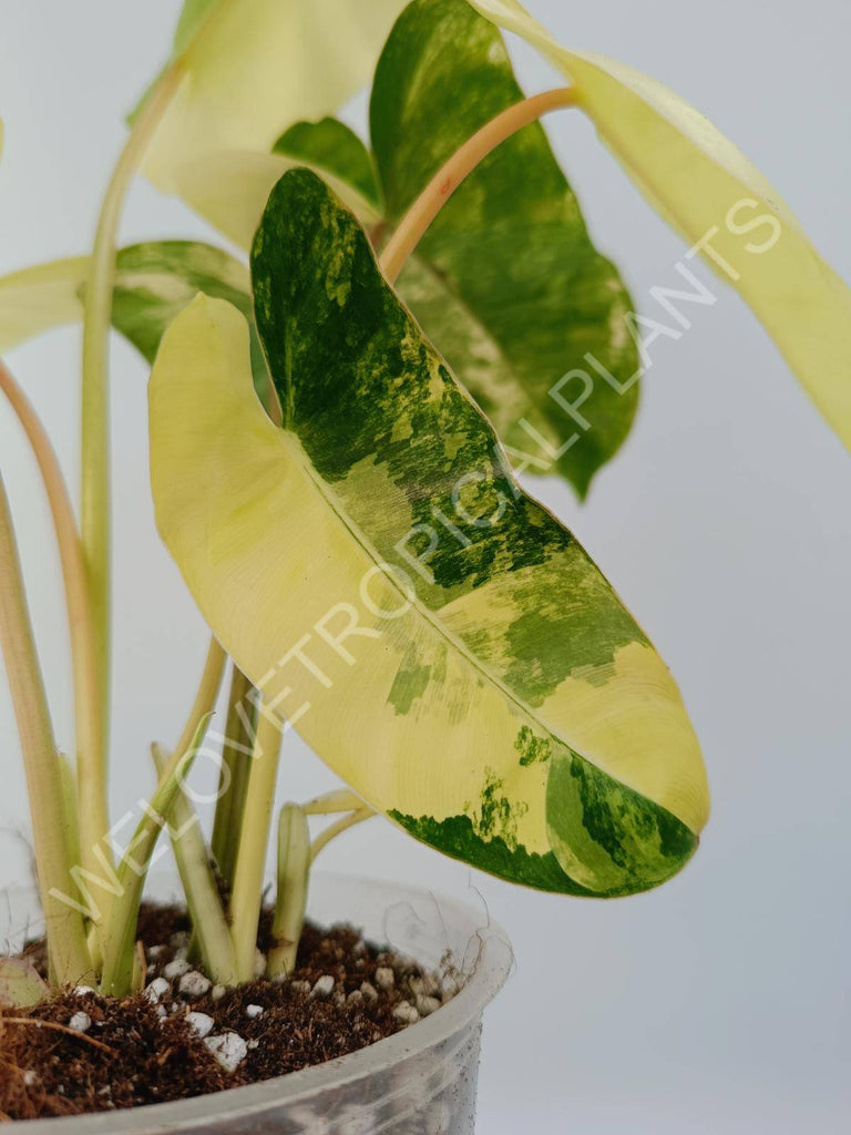 Philodendron burle marx variegata