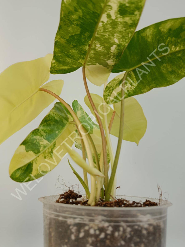 Philodendron burle marx variegata