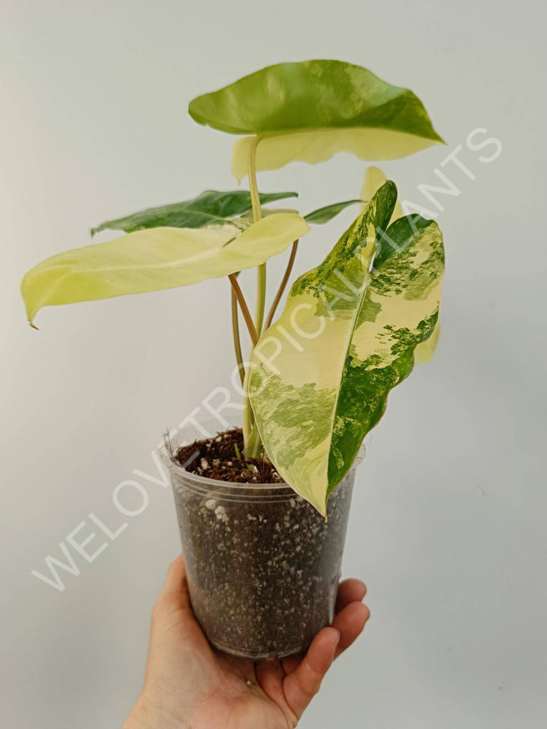 Philodendron burle marx variegata