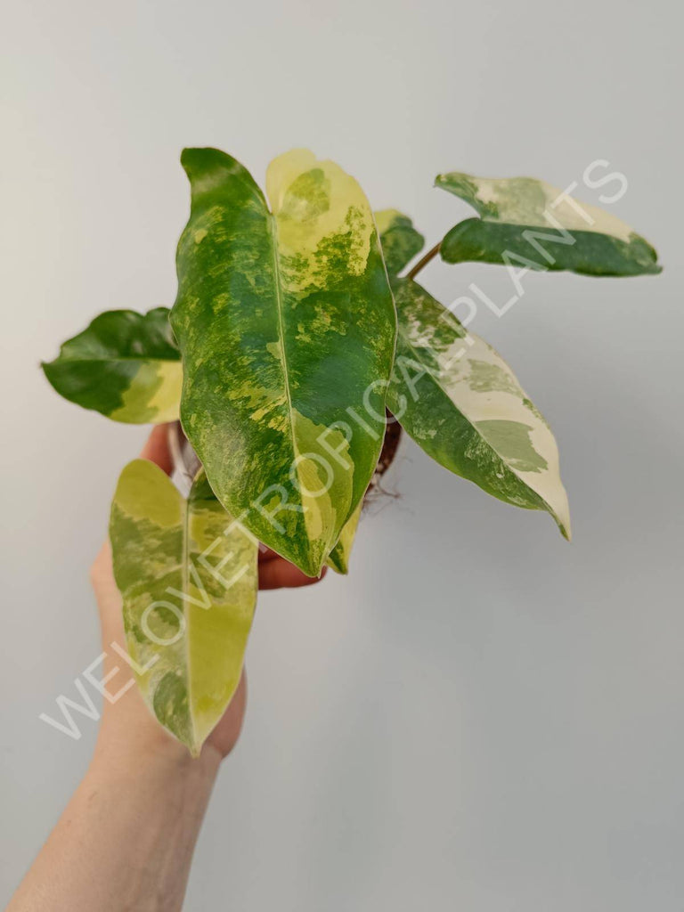 Philodendron burle marx variegata