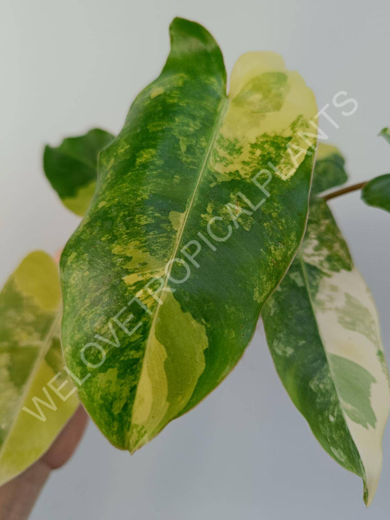 Philodendron burle marx variegata