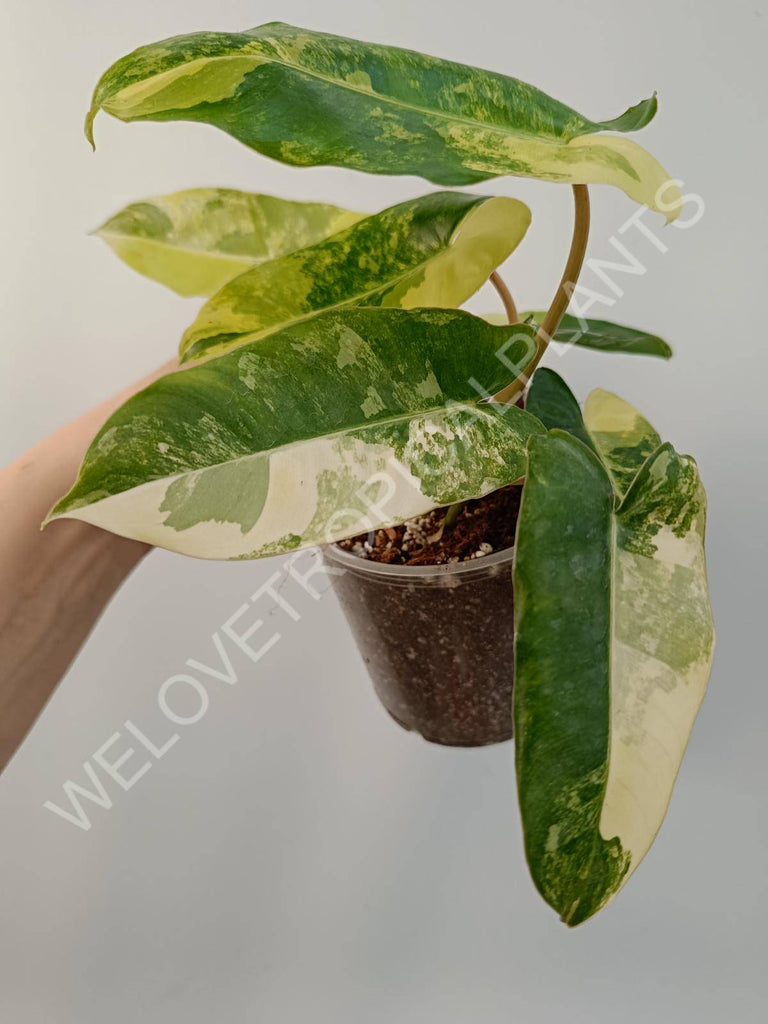 Philodendron burle marx variegata