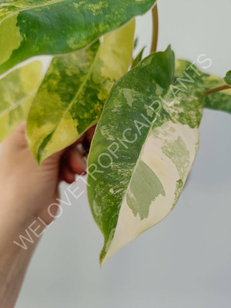 Philodendron burle marx variegata