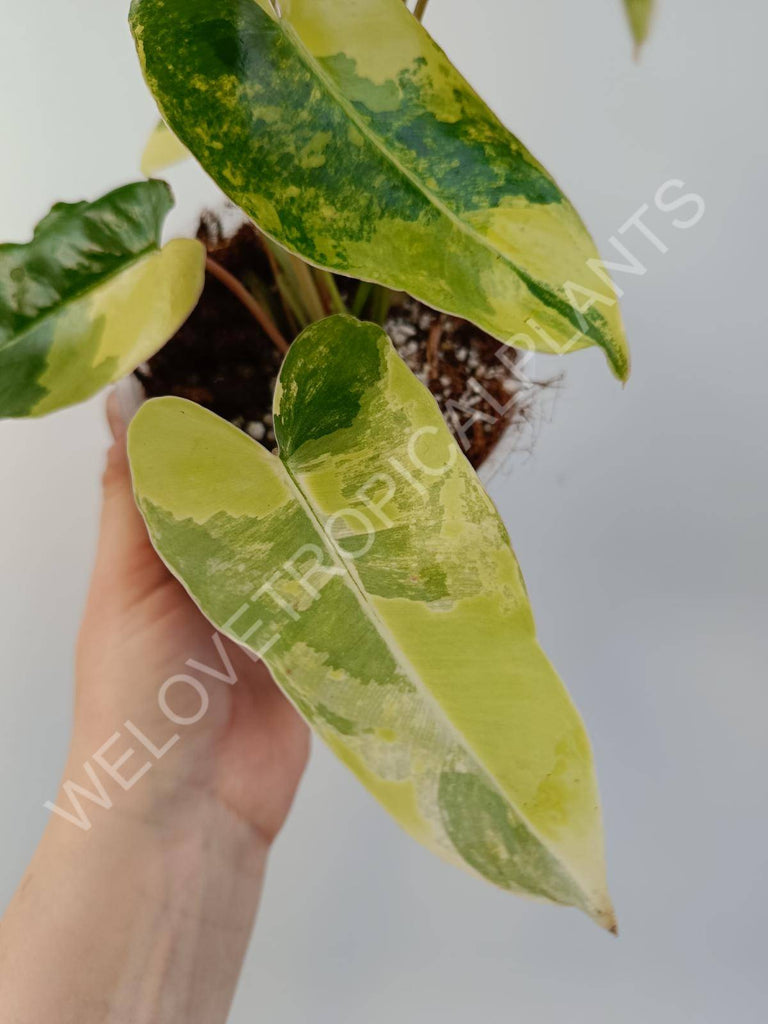 Philodendron burle marx variegata