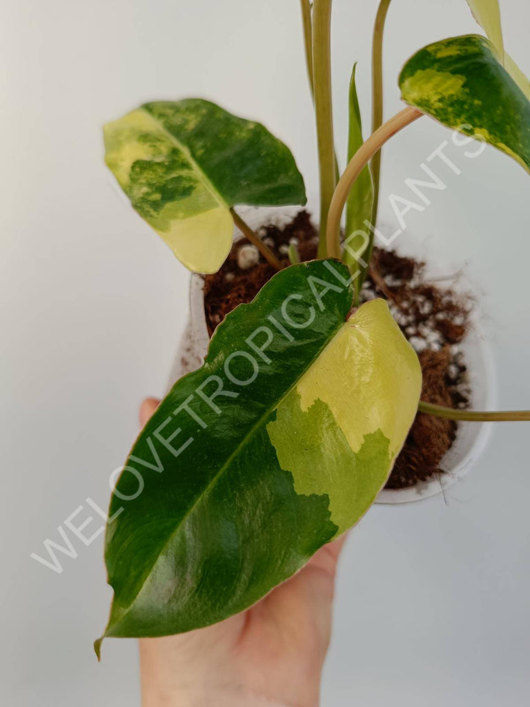 Philodendron burle marx variegata