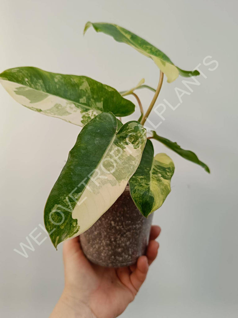 Philodendron burle marx variegata