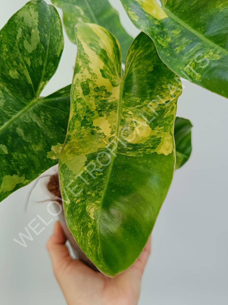 Philodendron burle marx variegated