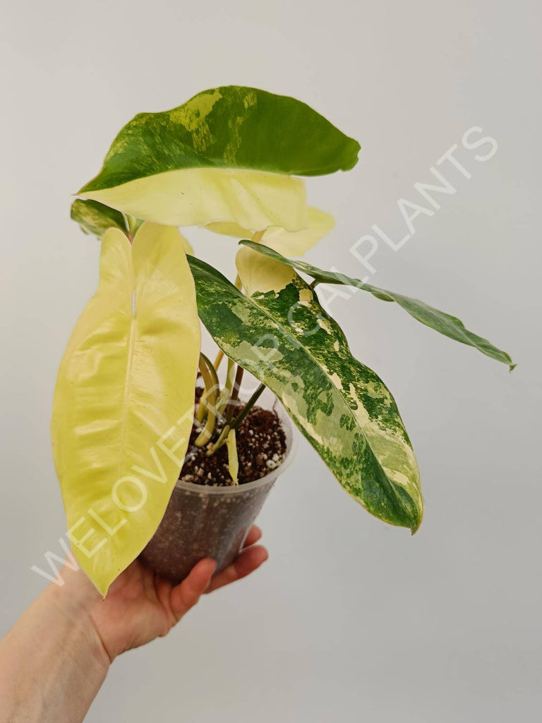 Philodendron burle marx variegata