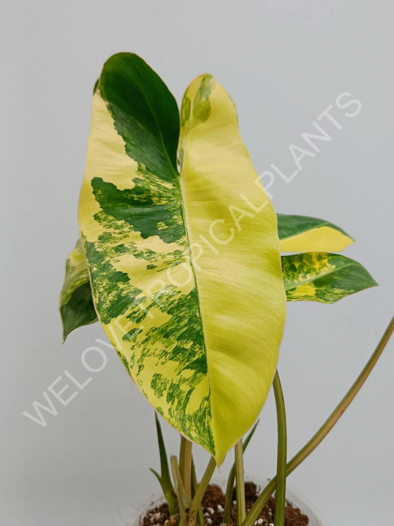 Philodendron burle marx variergata