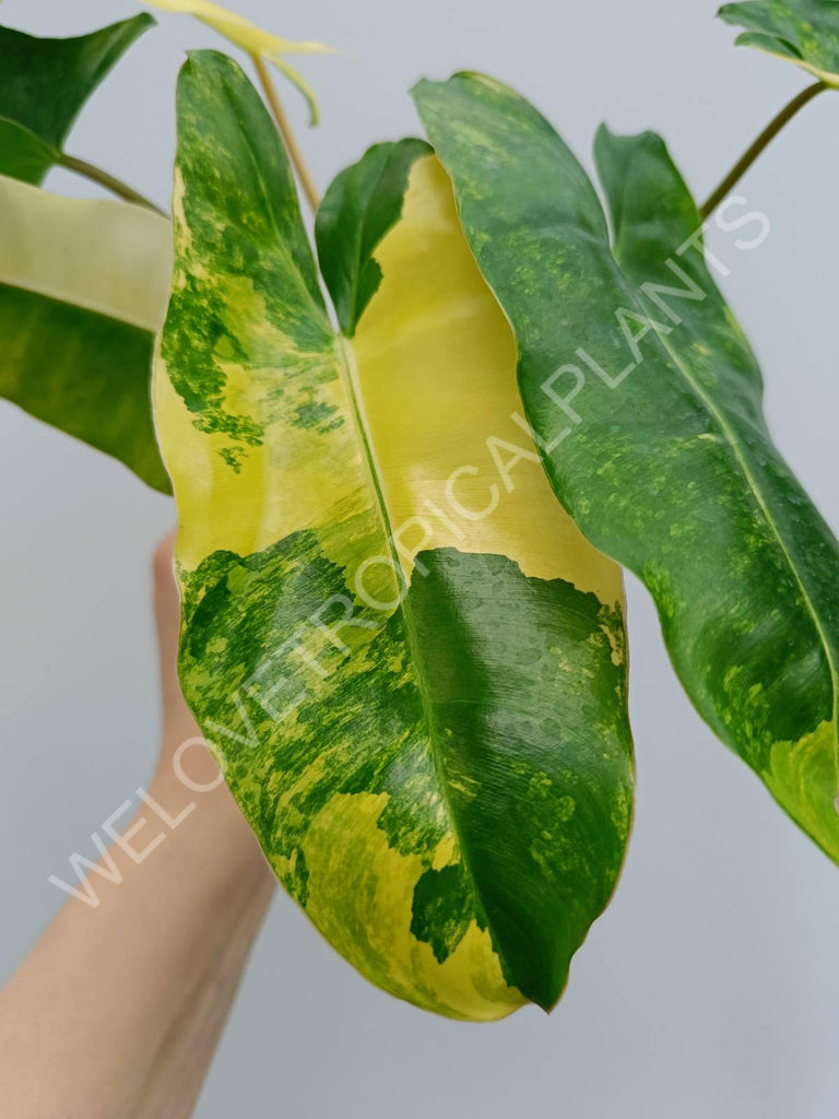 Philodendron burle marx variegata