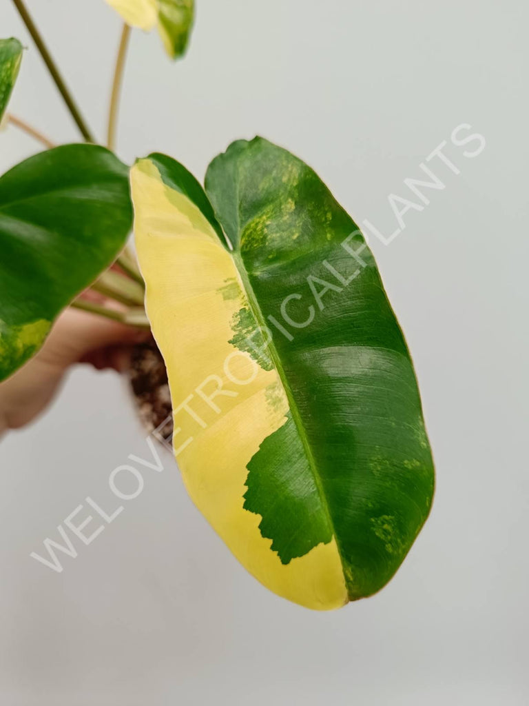 Philodendron burle marx variegata