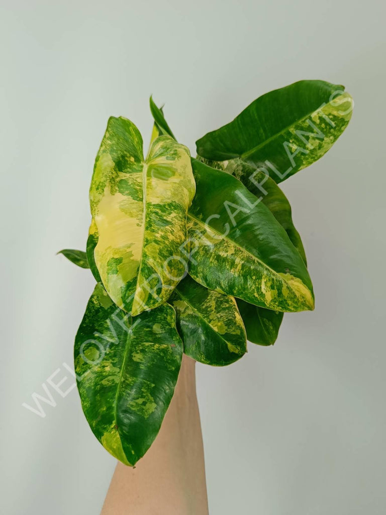 Philodendron burle marx variegata