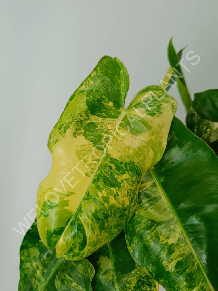 Philodendron burle marx variegata