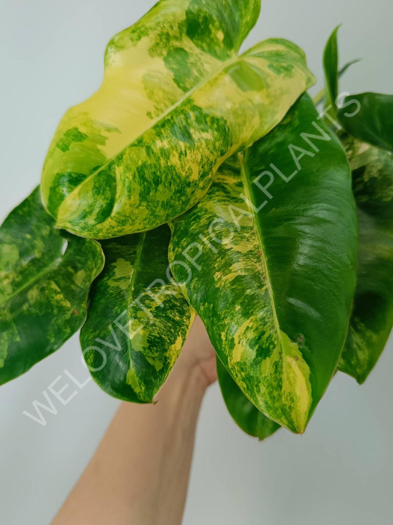 Philodendron burle marx variegata