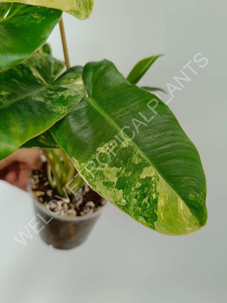 Philodendron burle marx variegata