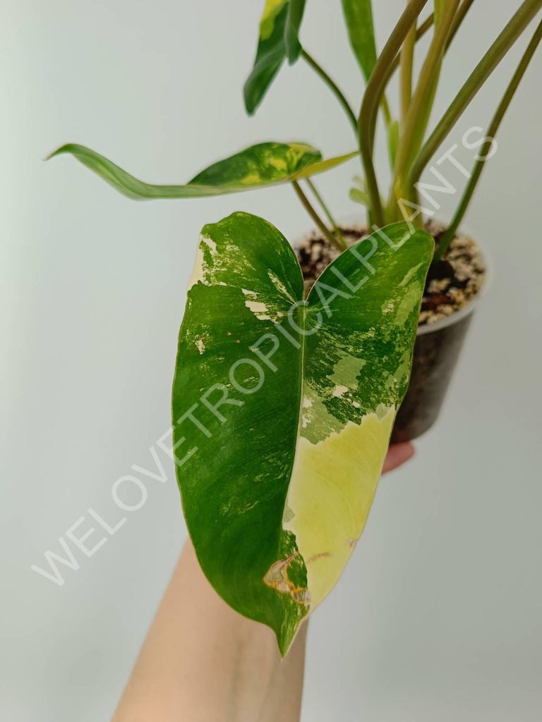 Philodendron burle marx variegata