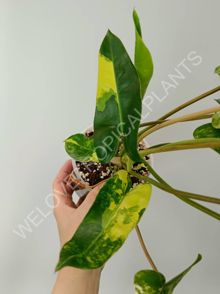 Philodendron burle marx variegata