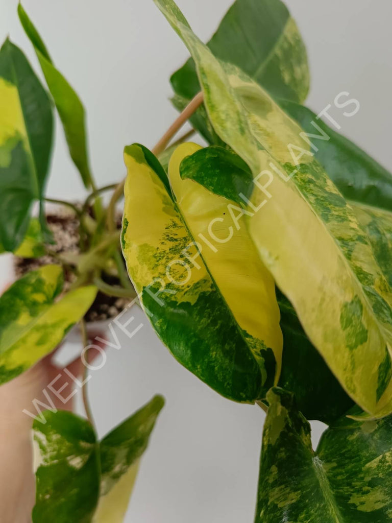 Philodendron burle marx variegata