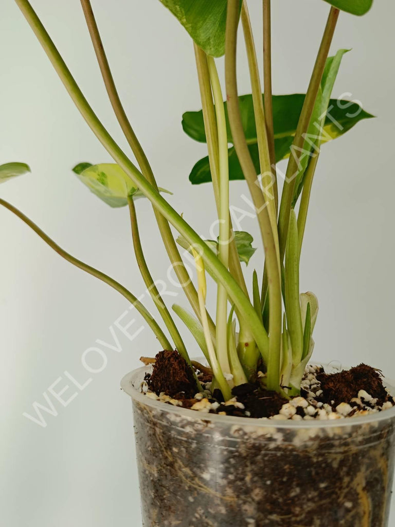 Philodendron burle marx variegata