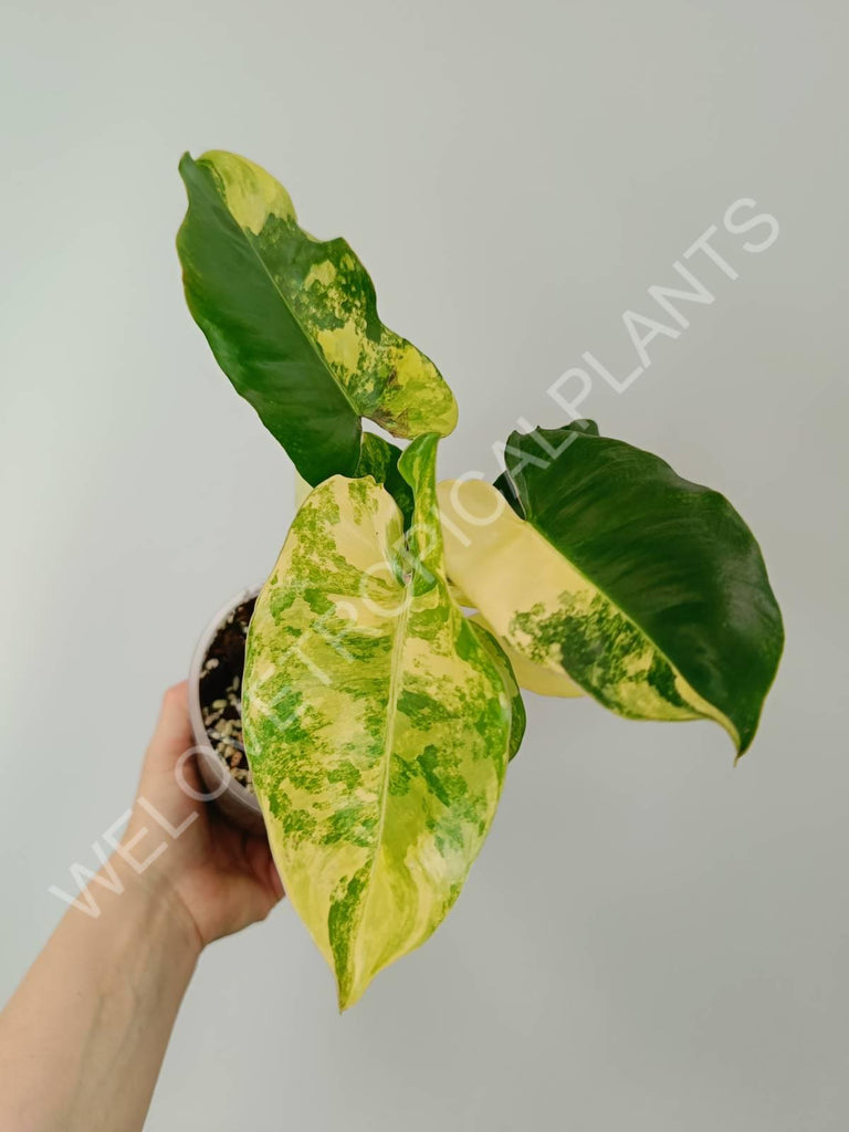 Philodendron burle marx variegata