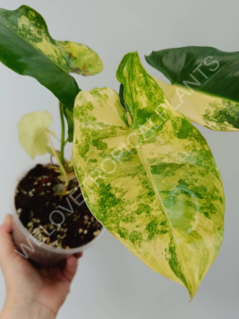 Philodendron burle marx variegata