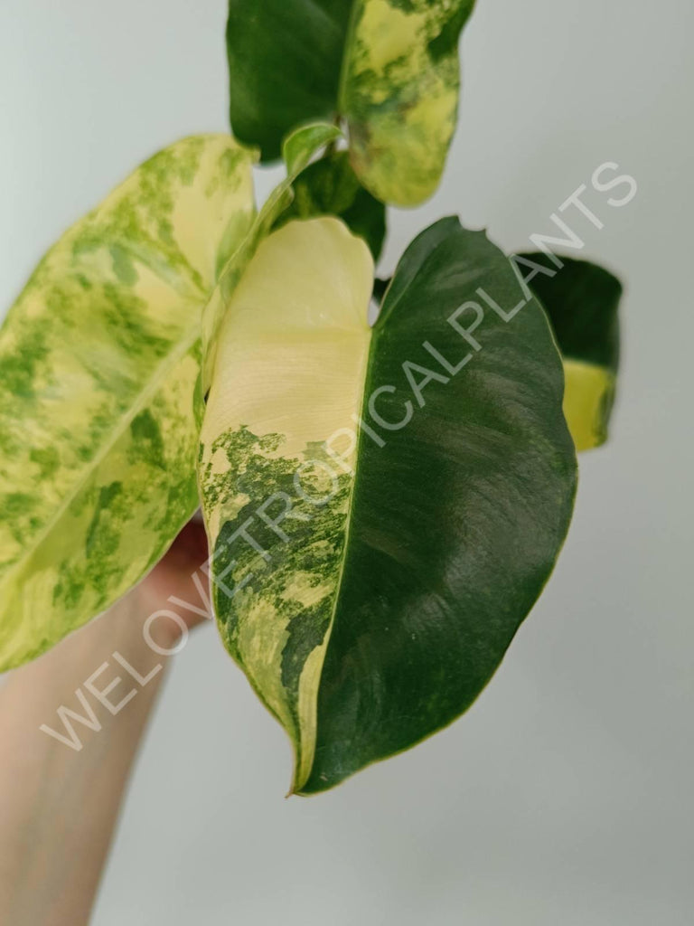 Philodendron burle marx variegata