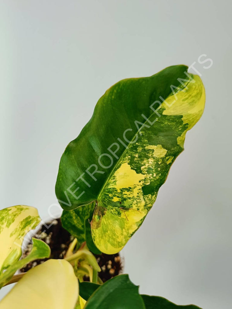 Philodendron burle marx variegata