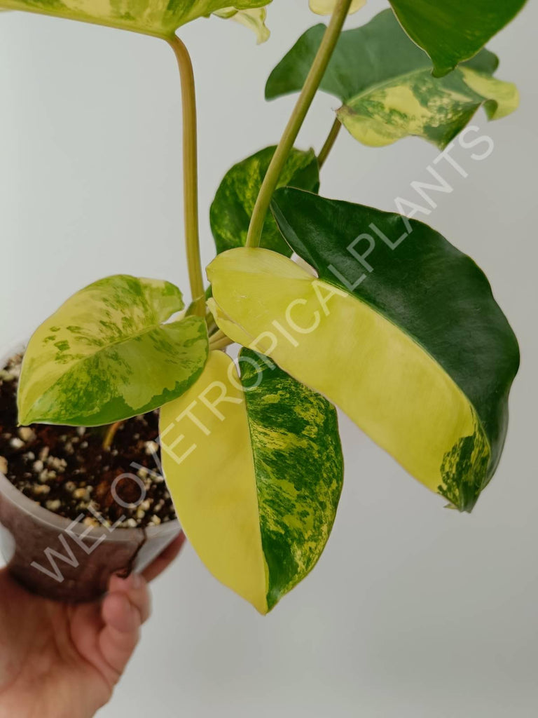 Philodendron burle marx variegata