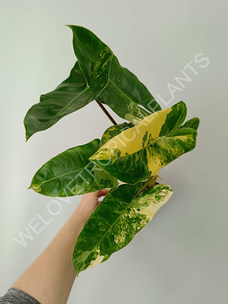 Philodendron burle marx variegata