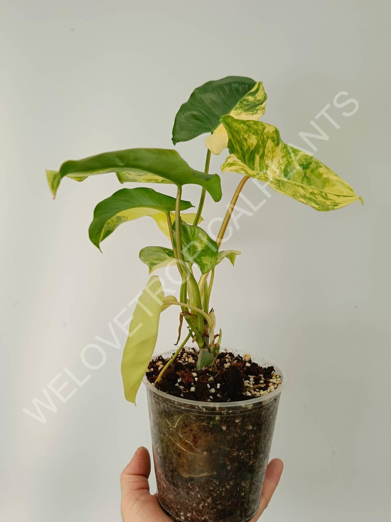 Philodendron burle marx variegata