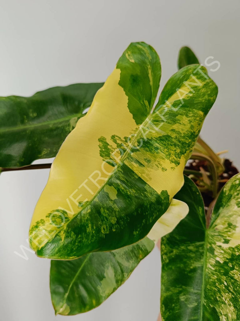 Philodendron burle marx variegata