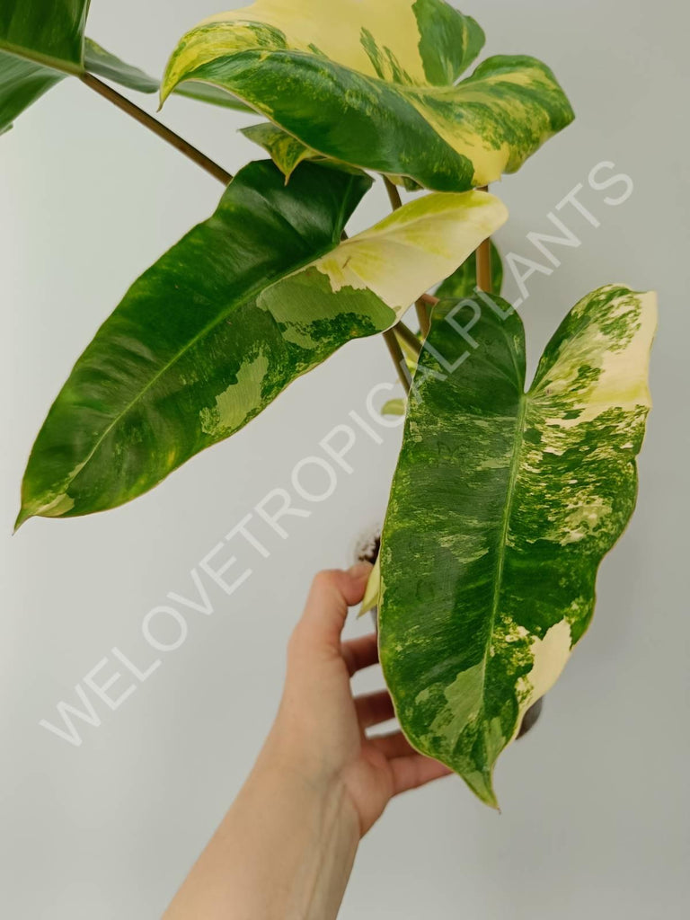 Philodendron burle marx variegata