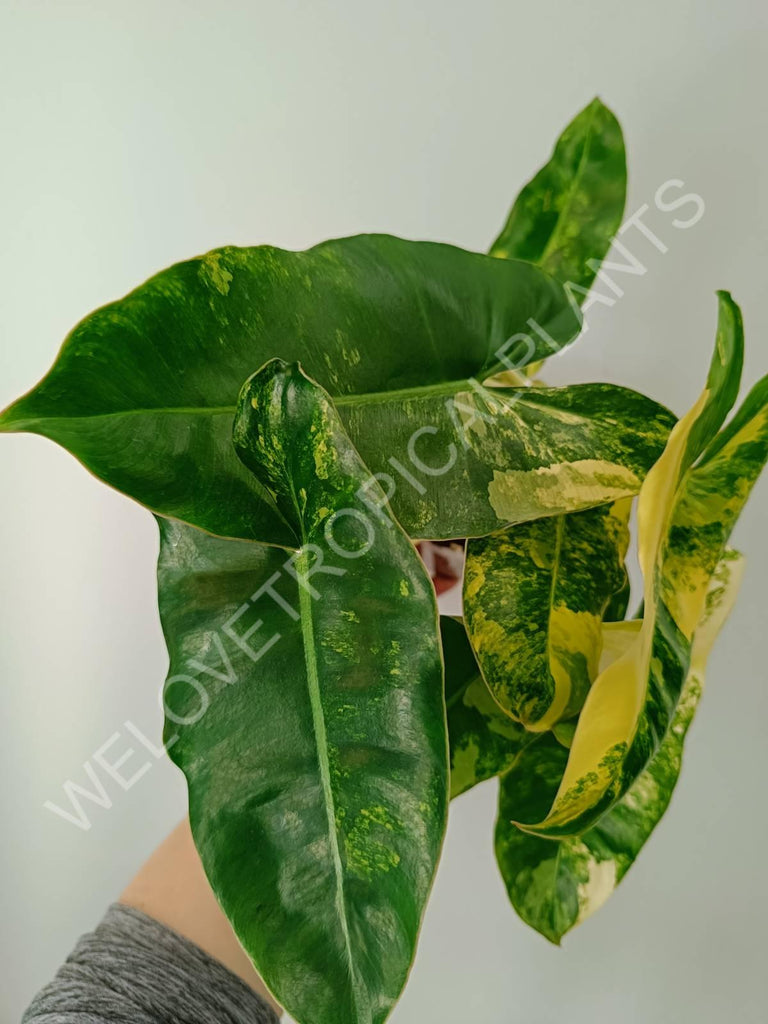 Philodendron burle marx variegata