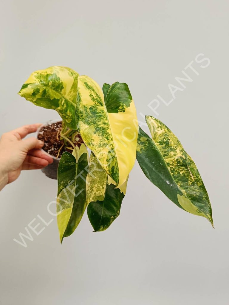 Philodendron burle marx variegata