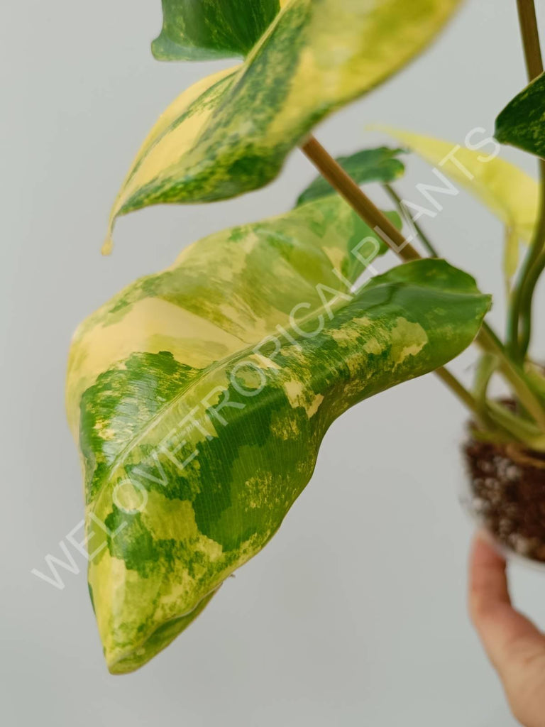 Philodendron burle marx variegata