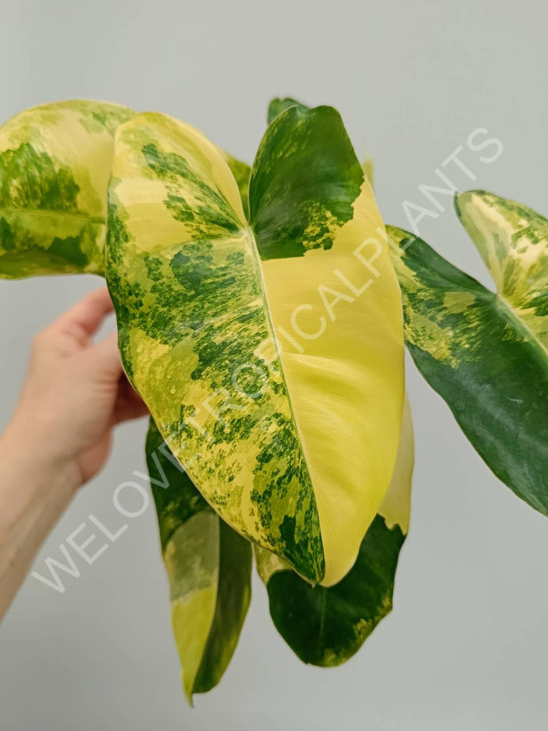 Philodendron burle marx variegata