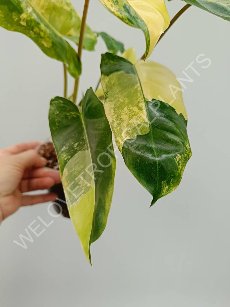 Philodendron burle marx variegata