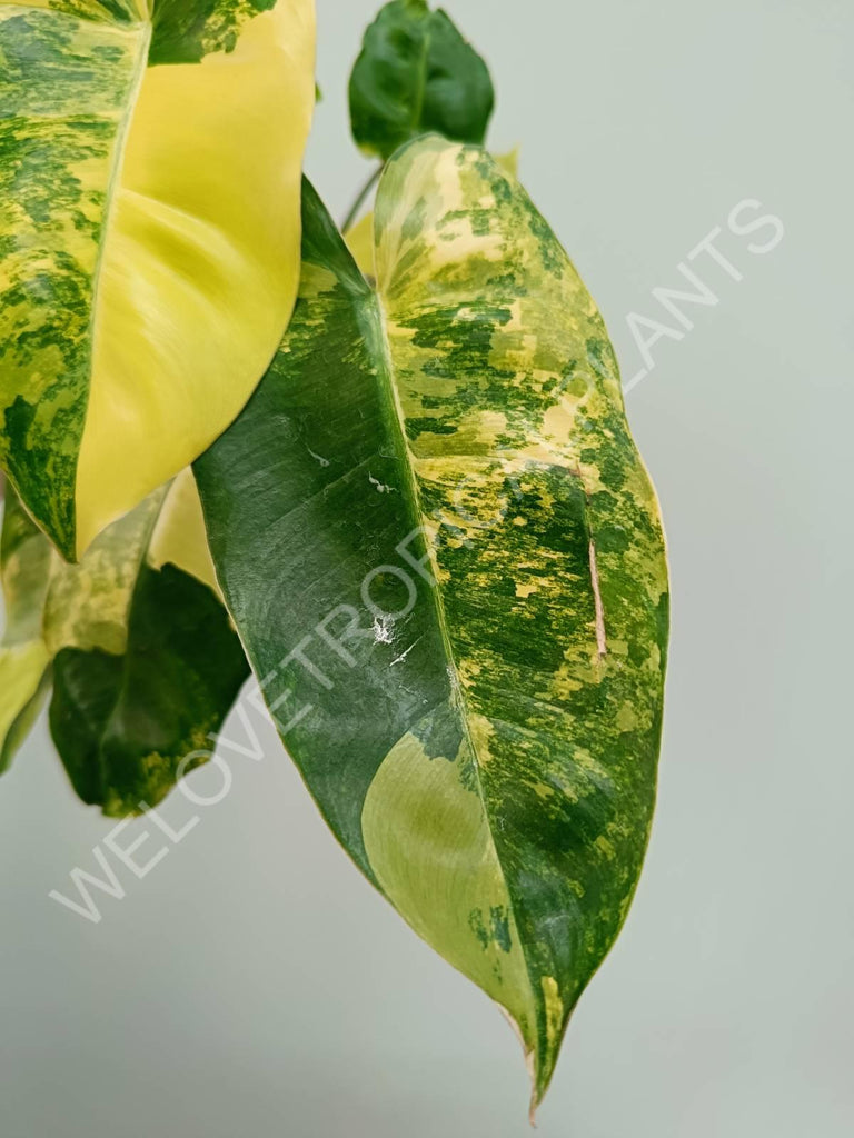 Philodendron burle marx variegata