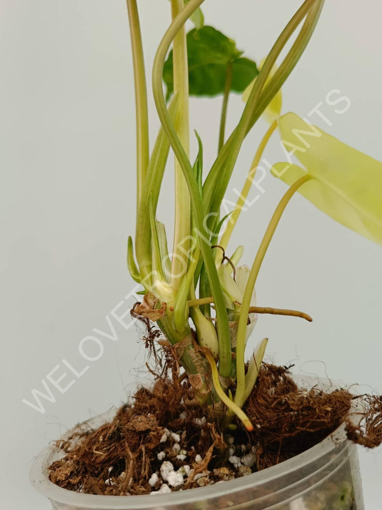 Philodendron burle marx variegata