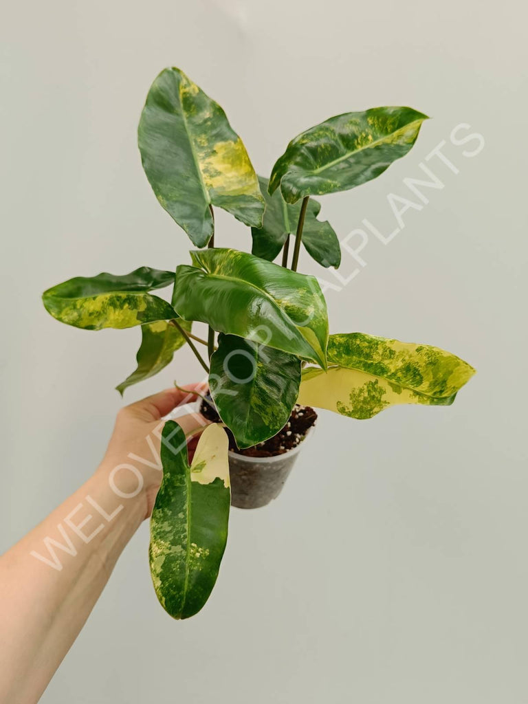 Philodendron burle marx variegata