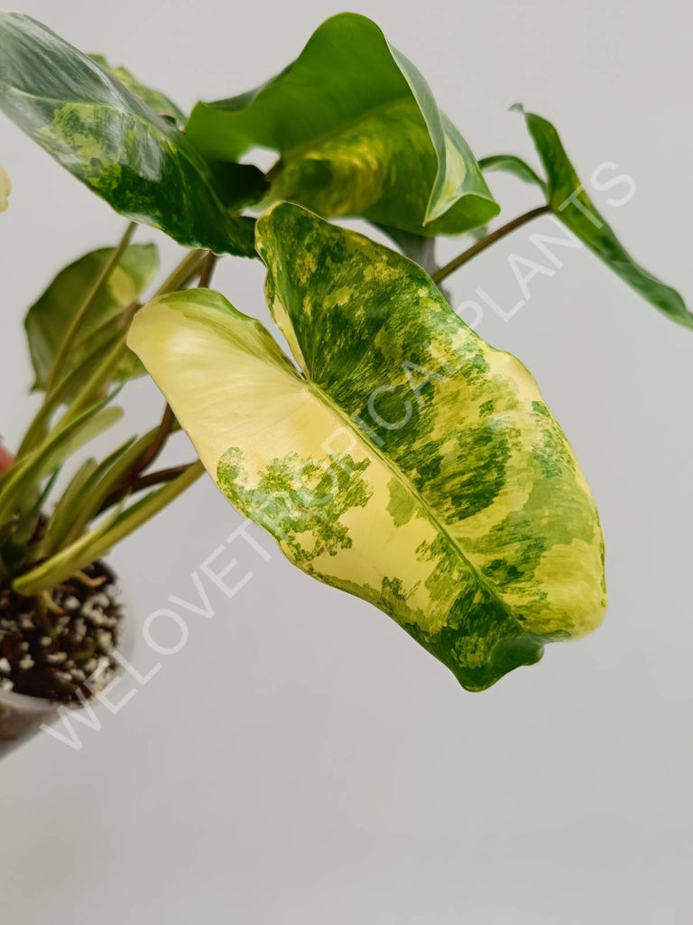 Philodendron burle marx variegata