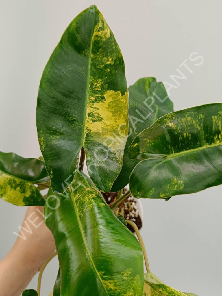 Philodendron burle marx variegata