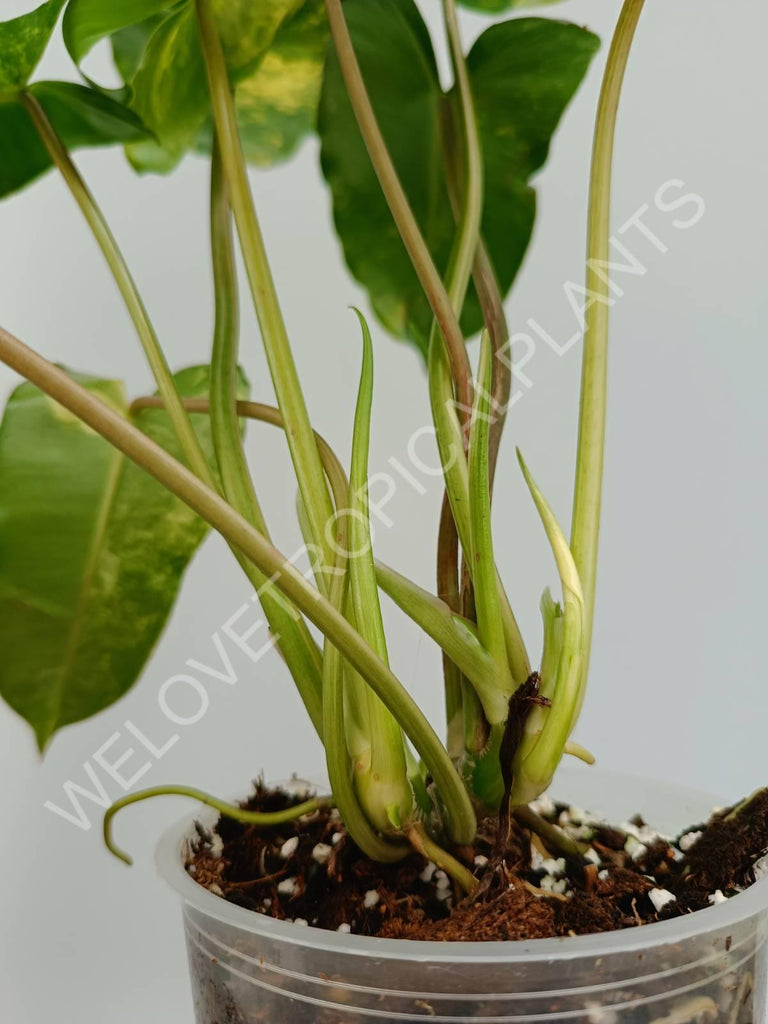 Philodendron burle marx variegata