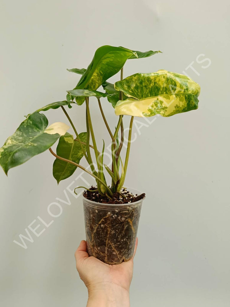 Philodendron burle marx variegata