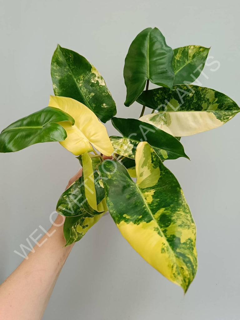 Philodendron burle marx variegata