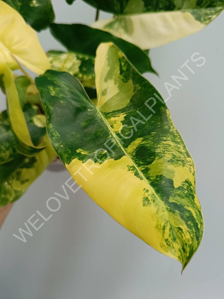 Philodendron burle marx variegata