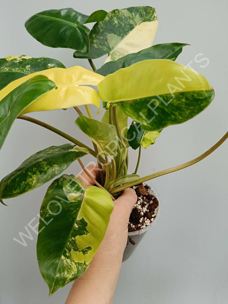 Philodendron burle marx variegata