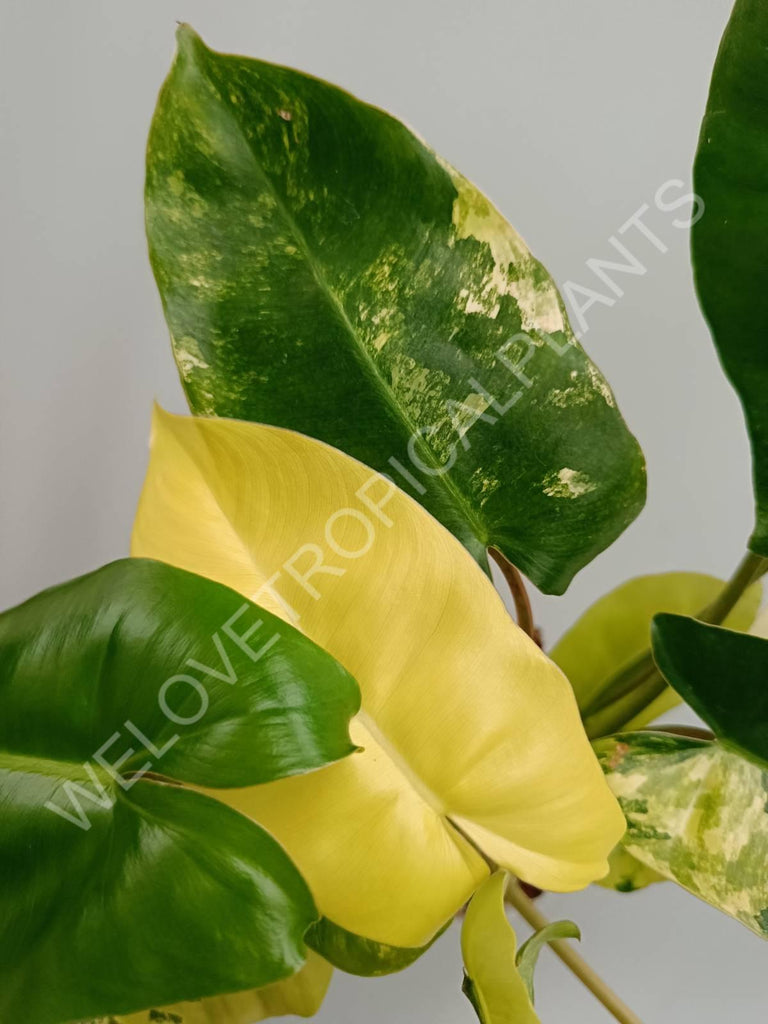 Philodendron burle marx variegata