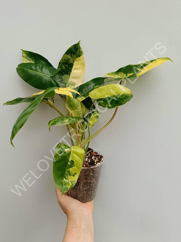 Philodendron burle marx variegata